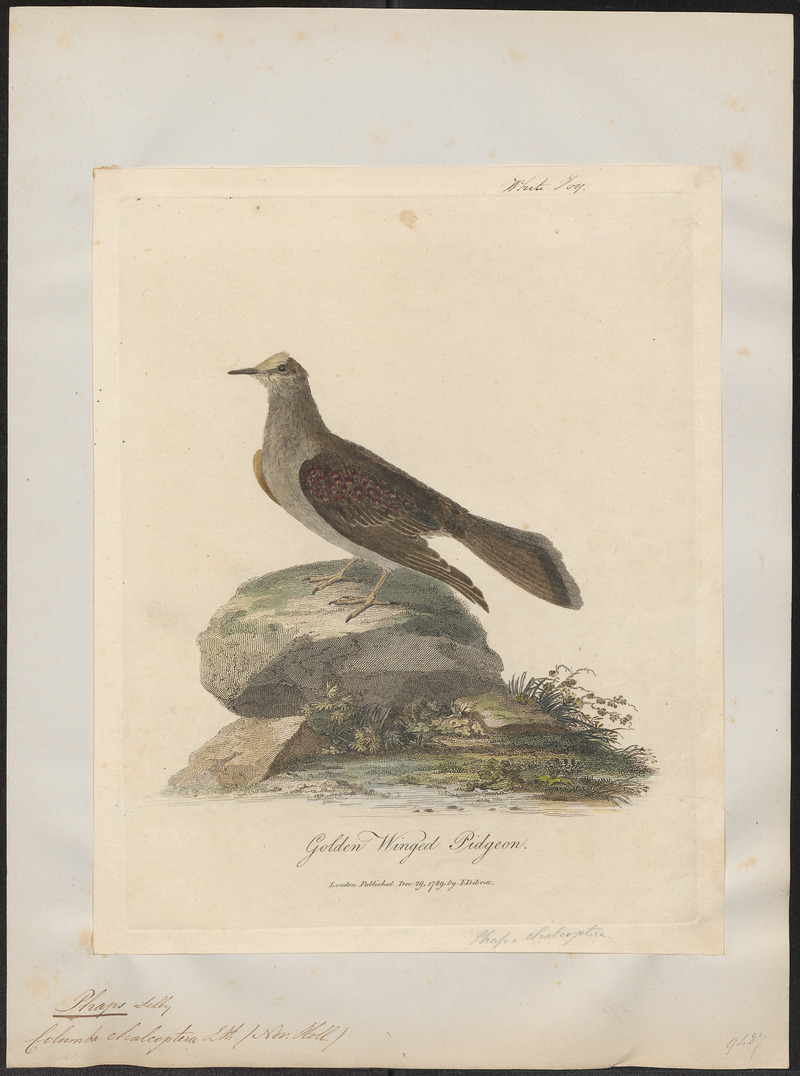 Phaps chalcoptera - 1789 - Print - Iconographia Zoologica - Special Collections University of Amsterdam - UBA01 IZ15600275.jpg
