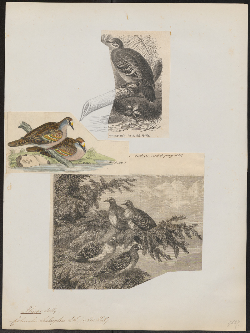 Phaps chalcoptera - 1700-1880 - Print - Iconographia Zoologica - Special Collections University of Amsterdam - UBA01 IZ15600273.jpg