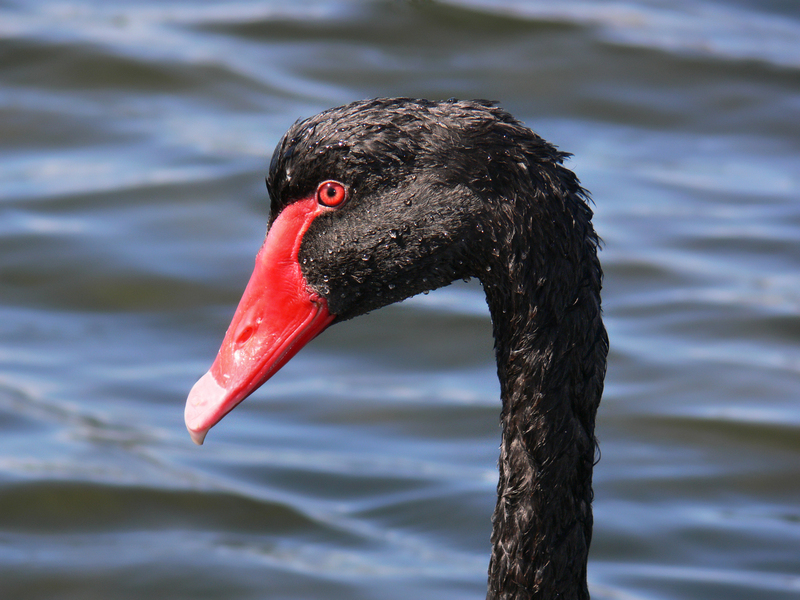 Black swan444 - black swan (Cygnus atratus).jpg