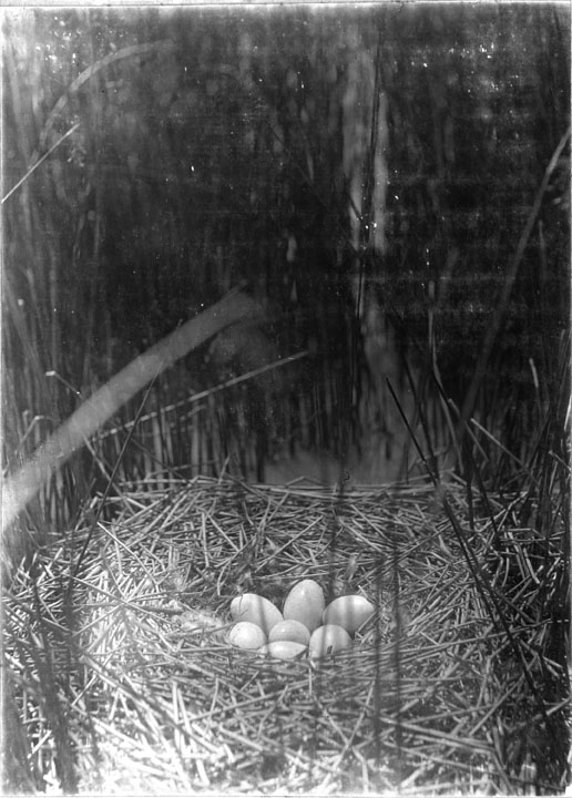 Queensland State Archives 3209 Swans Nest Bore Swamp Coongoola c 1910.png