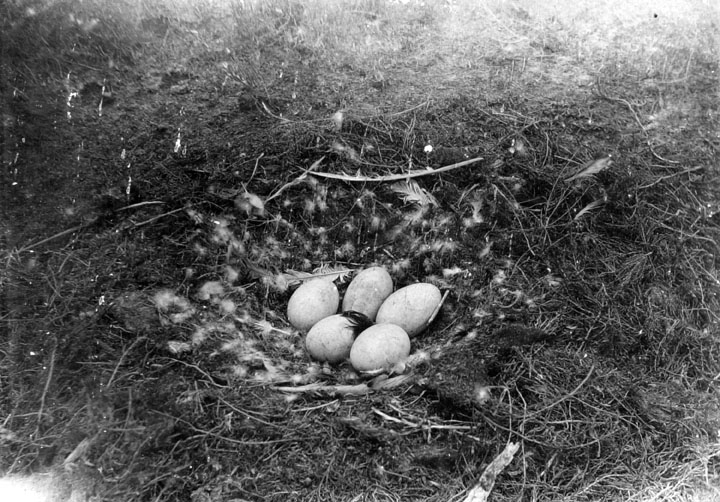 Queensland State Archives 3164 Swans Nest Caiwarro c 1910.png