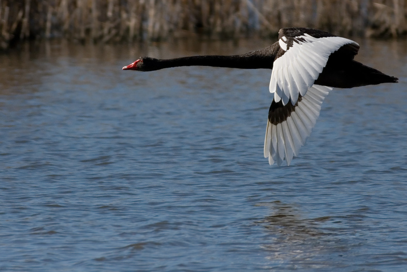 Black Swan in Flight.jpg