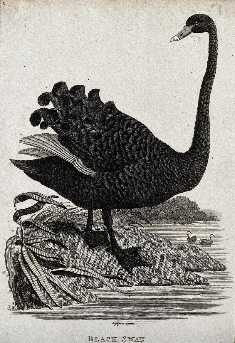 A black swan about descend into a lake. Etching by Eastgate. Wellcome V0020498EL.jpg