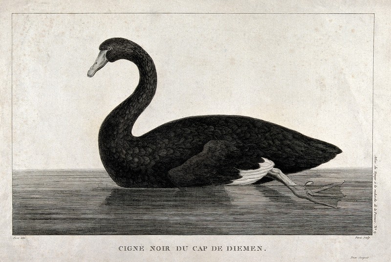 A black swan from Cap de Diemen. Engraving by Perée, ca. 179 Wellcome V0022117.jpg