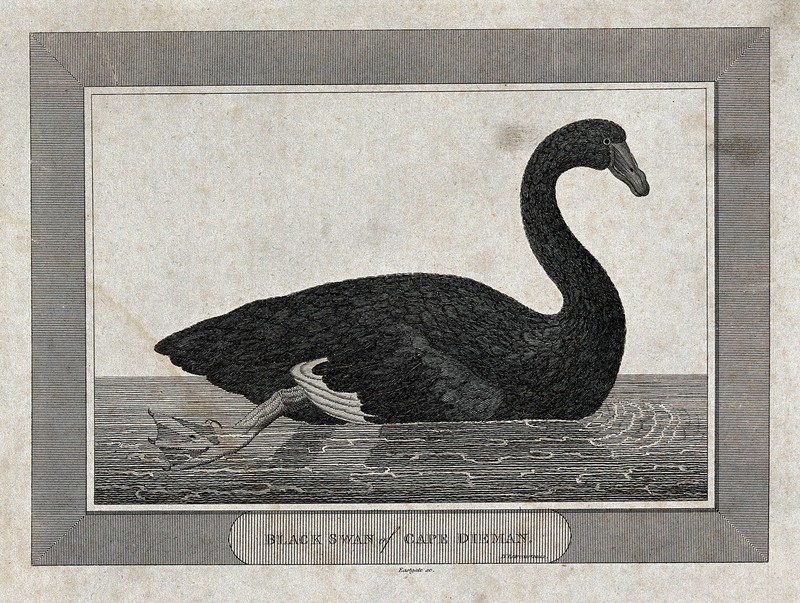 A black swan from Cape Dieman. Engraving by Eastgate, ca. 17 Wellcome V0022115.jpg
