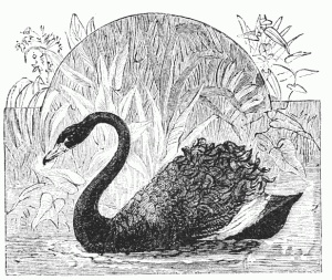 Black Swan Drawing.jpg