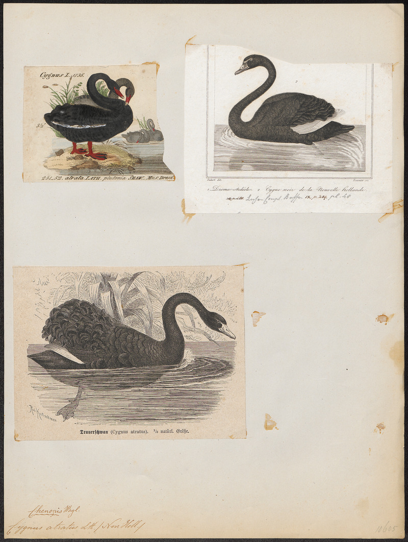 Cygnus atratus - 1700-1880 - Print - Iconographia Zoologica - Special Collections University of Amsterdam - UBA01 IZ17600245.jpg