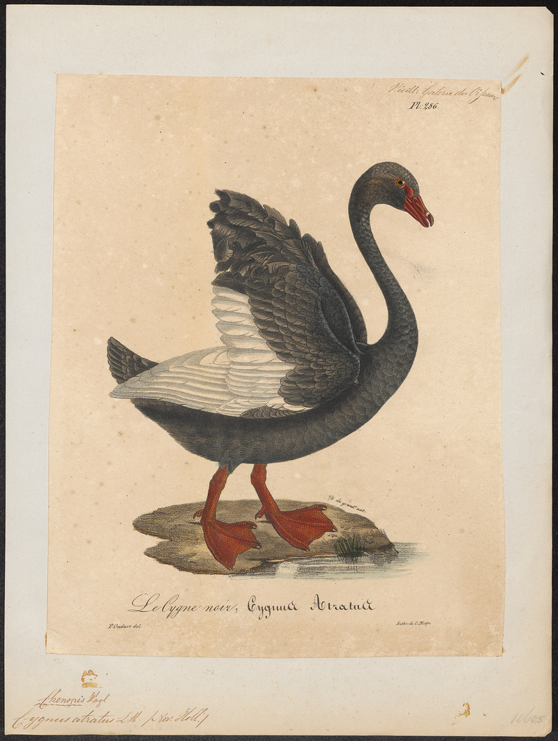 Cygnus atratus - 1825-1834 - Print - Iconographia Zoologica - Special Collections University of Amsterdam - UBA01 IZ17600243.jpg
