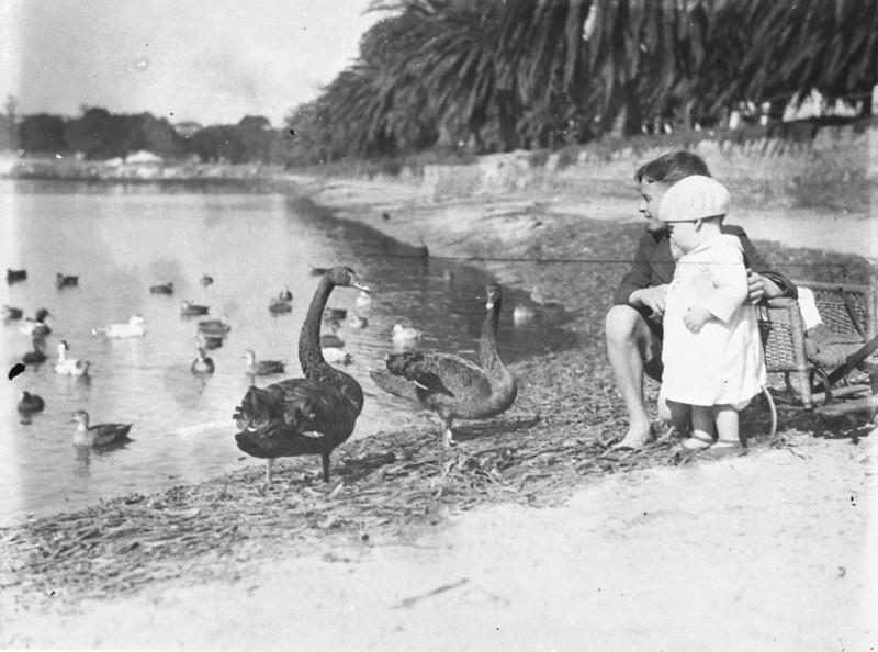 SLNSW 9266 Children with black swans and ducks in Centennial Park.jpg