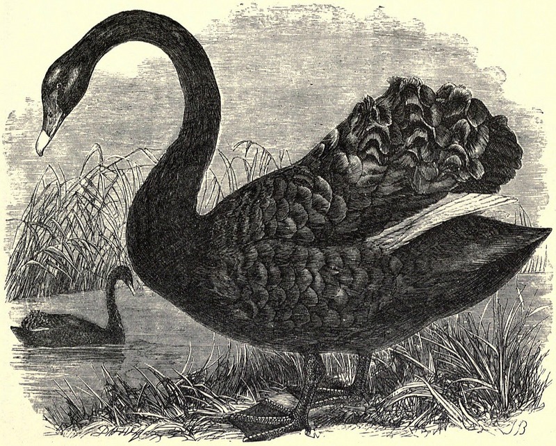 SFR b+w - black swans.jpg