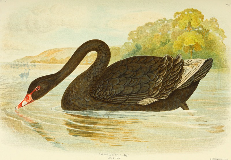 The birds of Australia (1890) (20375645582).jpg