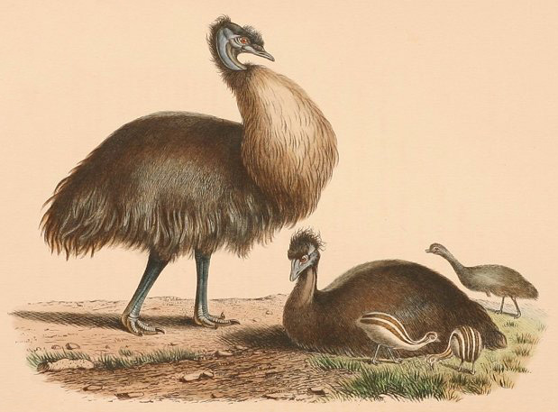 Baudin emus-old.jpg