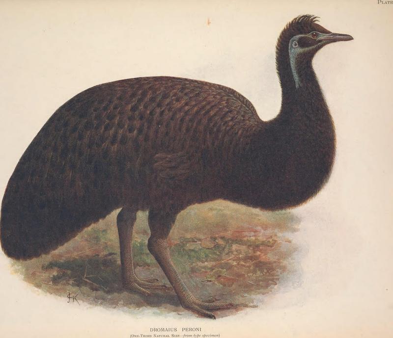 Extinct birds - an attempt to unite in one volume a short account of those birds which have become extinct in historical times - that is, within the last six or seven hundred years - to which are (14565908529).jpg