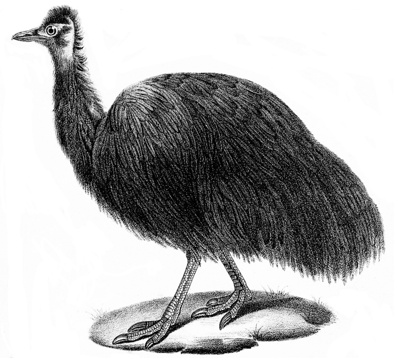King Island Emu.jpg