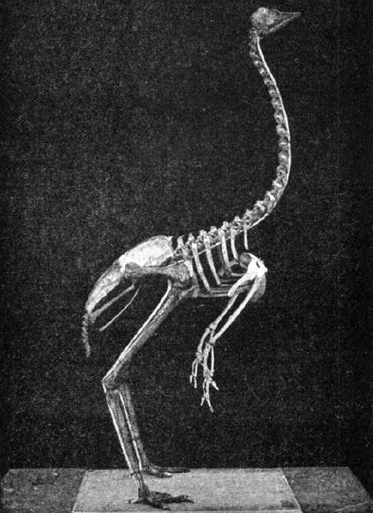 King Island Emu skeleton.jpg