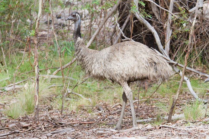 Dromaius novaehollandiae 1 - Brindabella Ranges - common emu (Dromaius novaehollandiae).jpg