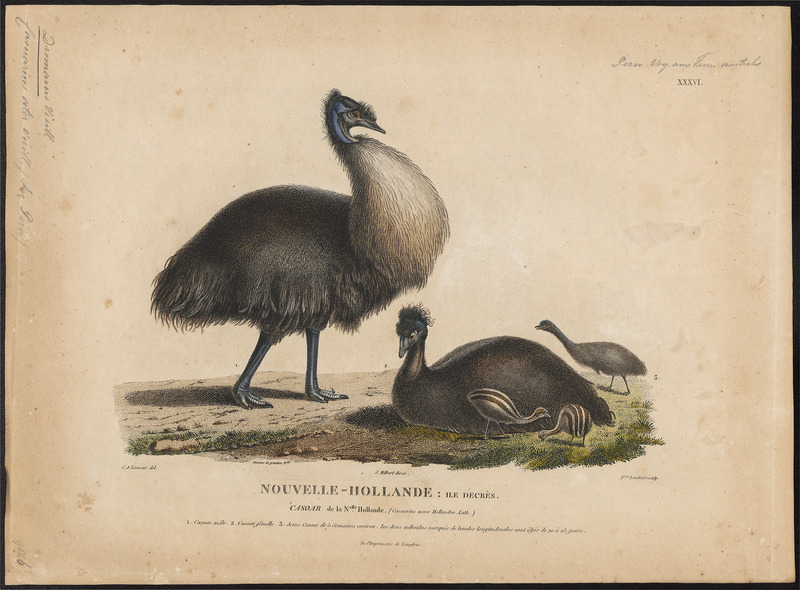 Dromaius ater - 1807-1824 - Print - Iconographia Zoologica - Special Collections University of Amsterdam - UBA01 IZ18900045.jpg