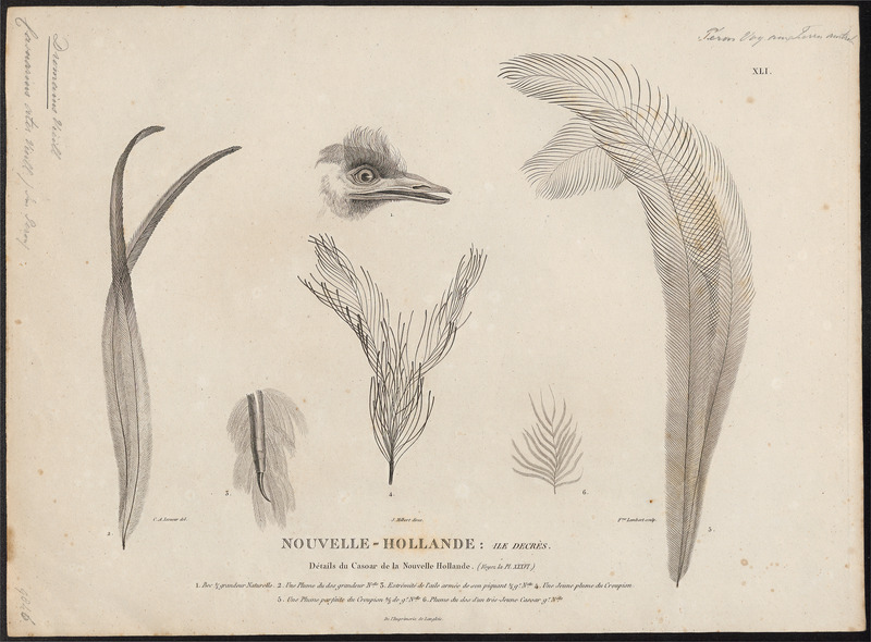 Dromaius ater - kop en veer - 1807-1824 - Print - Iconographia Zoologica - Special Collections University of Amsterdam - UBA01 IZ18900047.jpg