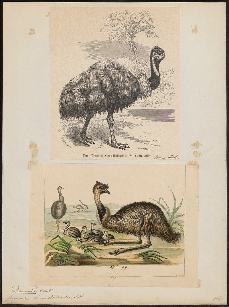 Dromaius novae hollandiae - 1700-1880 - Print - Iconographia Zoologica - Special Collections University of Amsterdam - UBA01 IZ18900035.jpg