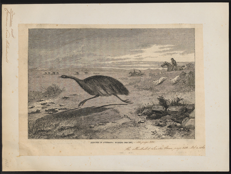 Dromaius novae hollandiae - 1863 - Print - Iconographia Zoologica - Special Collections University of Amsterdam - UBA01 IZ18900043.jpg