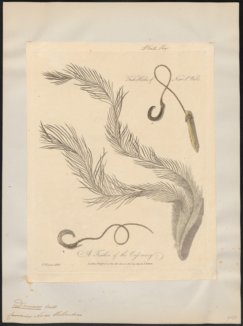 Dromaius novae hollandiae - veer - 1789 - Print - Iconographia Zoologica - Special Collections University of Amsterdam - UBA01 IZ18900041.jpg