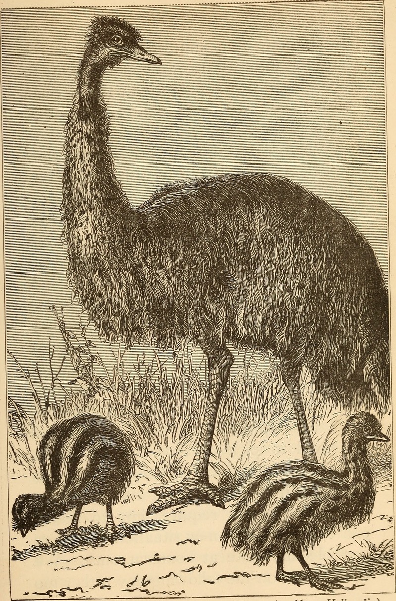 Birds and their ways; (1883) (14751460432).jpg