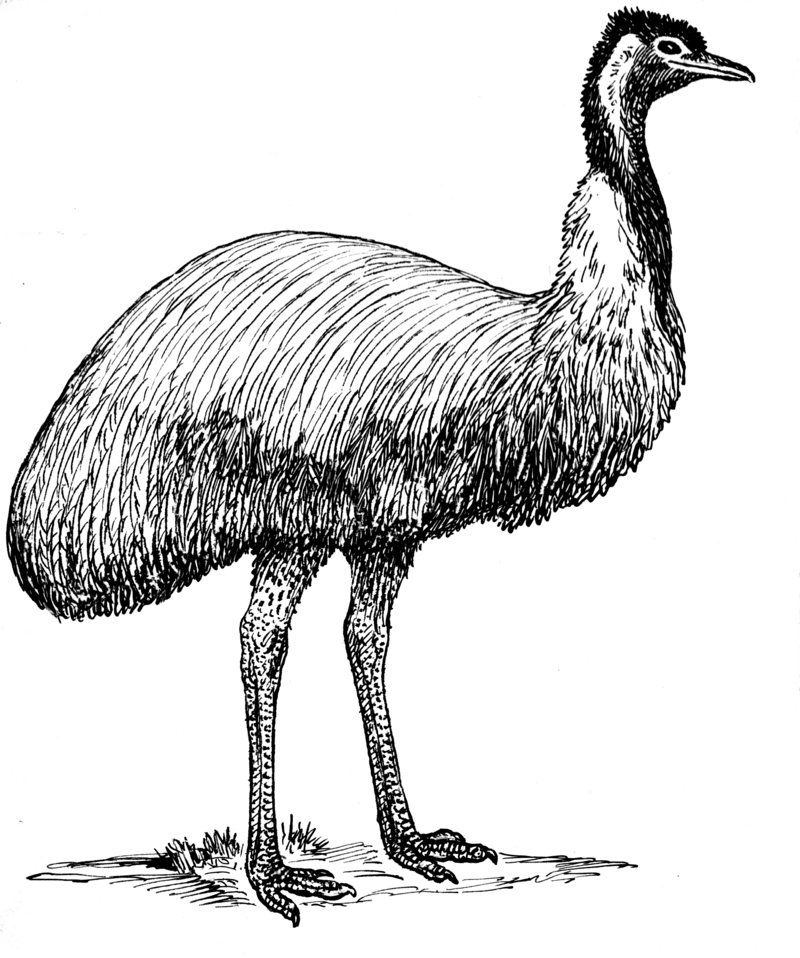 Emu (PSF).png