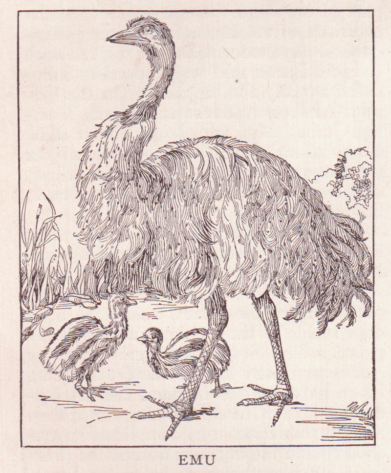 Emu page 954.jpg