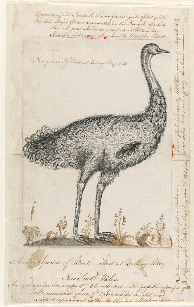 Emu, or `New genus of Bird at Botany bay 1788 A604005h.jpg