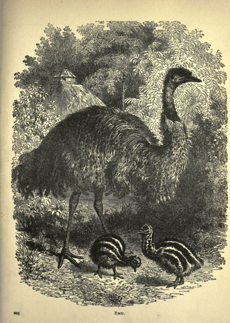 Forest and jungle, or, Thrilling adventures in all quarters of the globe (Page 205) (6221063314).jpg