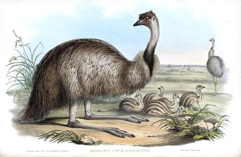 John Gould Emu.jpg