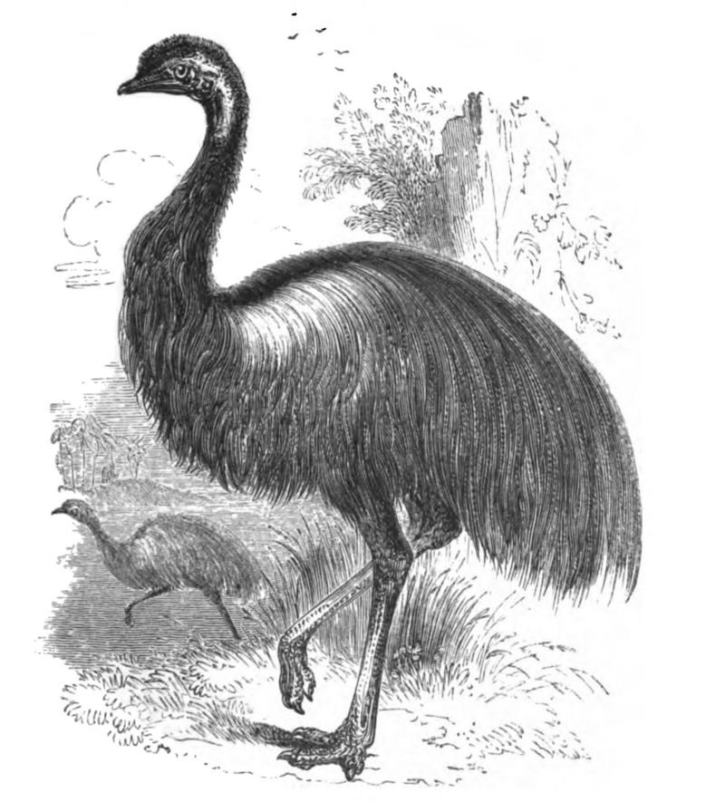 Natural History, Birds - Emu.jpg