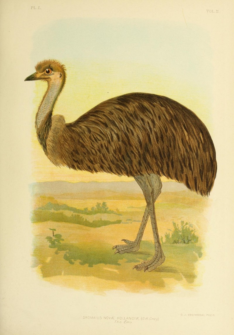 The birds of Australia (16795445515).jpg