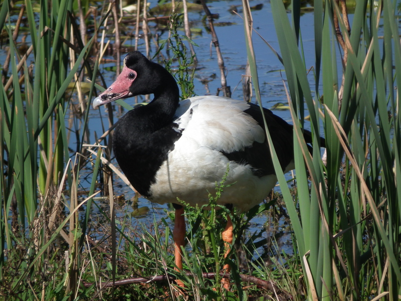 Anseranas semipalmata -Edithvale Wetland, Melbourne, Australia-8 - magpie goose (Anseranas semipalmata).jpg