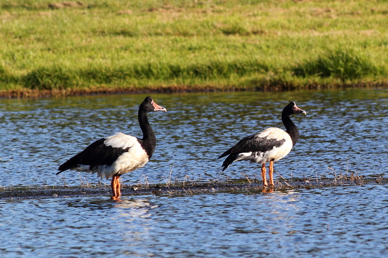 Anseranas semipalmata -Edithvale Wetlands, Melbourne, Victoria, Australia -two-8 - magpie goose (Anseranas semipalmata).jpg