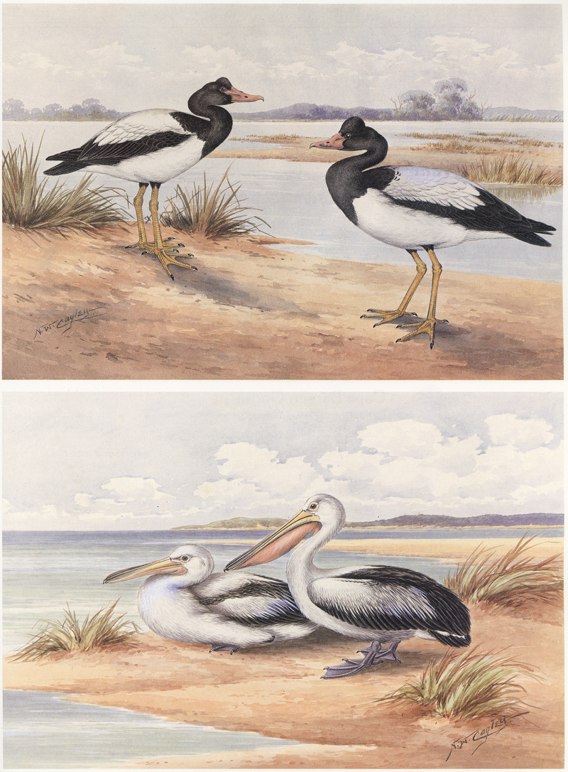 Cayley p5 Magpie Goose and Australian Pelican.jpg