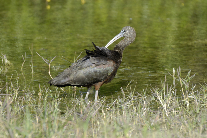 Brauner Sichler-001 - glossy ibis (Plegadis falcinellus).jpg
