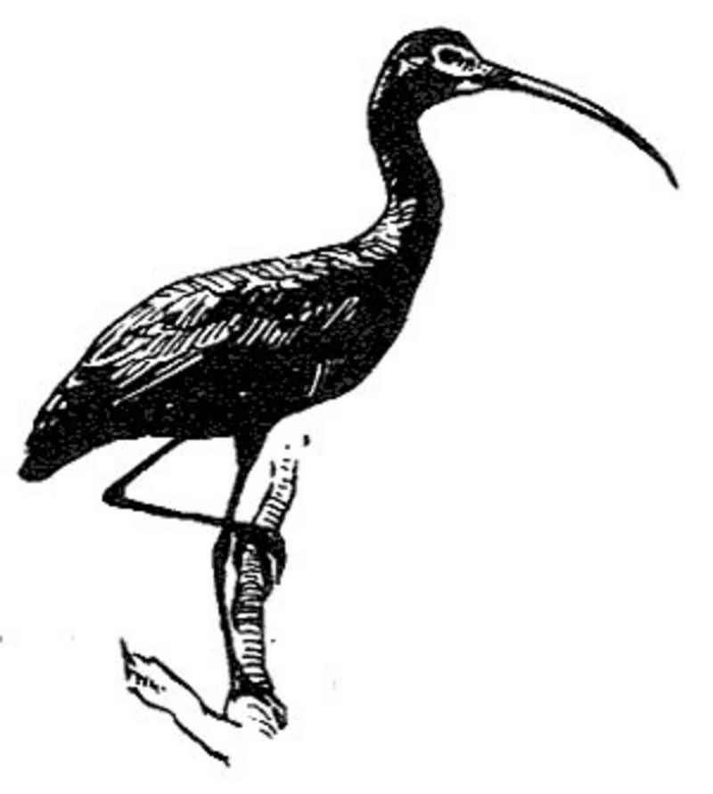 Glossy ibis bird line drawing black and white plegadis falcinellus.jpg