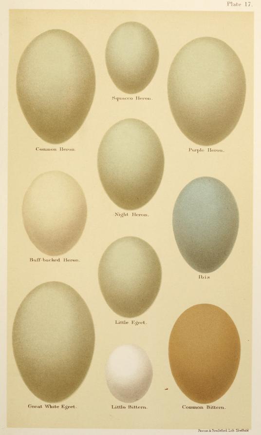 Eggs of British Birds Seebohm 1896 Plate17.jpg