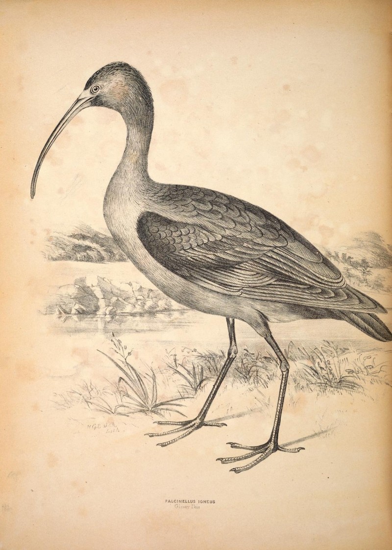 Companion to Gould's Handbook; or, Synopsis of the birds of Australia (Plate 70) (6797553462).jpg