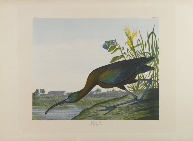 Brooklyn Museum - Glossy Ibis - John J. Audubon (1).jpg