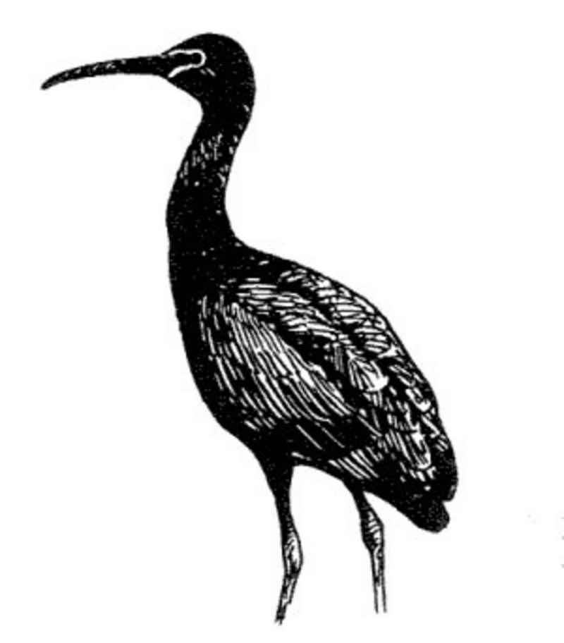 Plegadis falcinellus bird glossy ibis line drawing.jpg