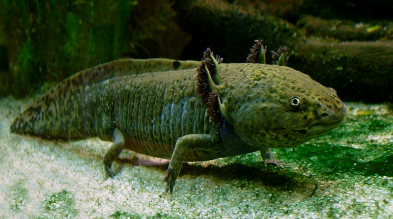 Axolotl ganz - axolotl, Mexican salamander (Ambystoma mexicanum), walking fish.jpg