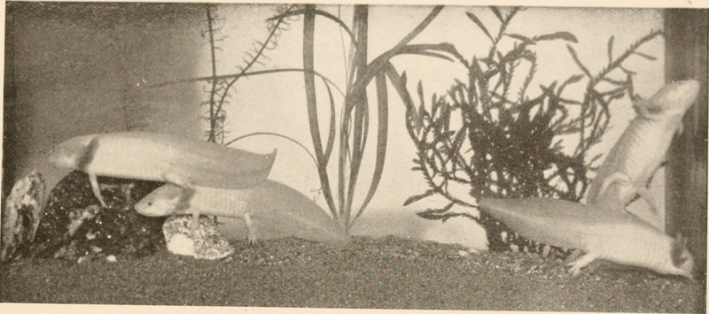 The care of home aquaria (1914) (20346243748).jpg