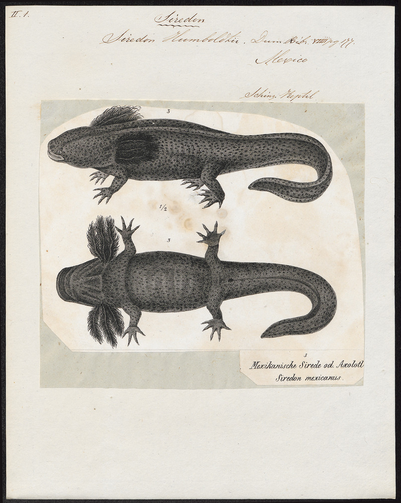 Siredon humboldtii - 1700-1880 - Print - Iconographia Zoologica - Special Collections University of Amsterdam - UBA01 IZ11400147.jpg
