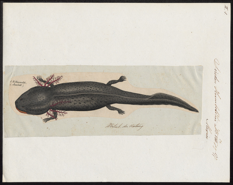 Siredon humboldtii - 1700-1880 - Print - Iconographia Zoologica - Special Collections University of Amsterdam - UBA01 IZ11400149.jpg