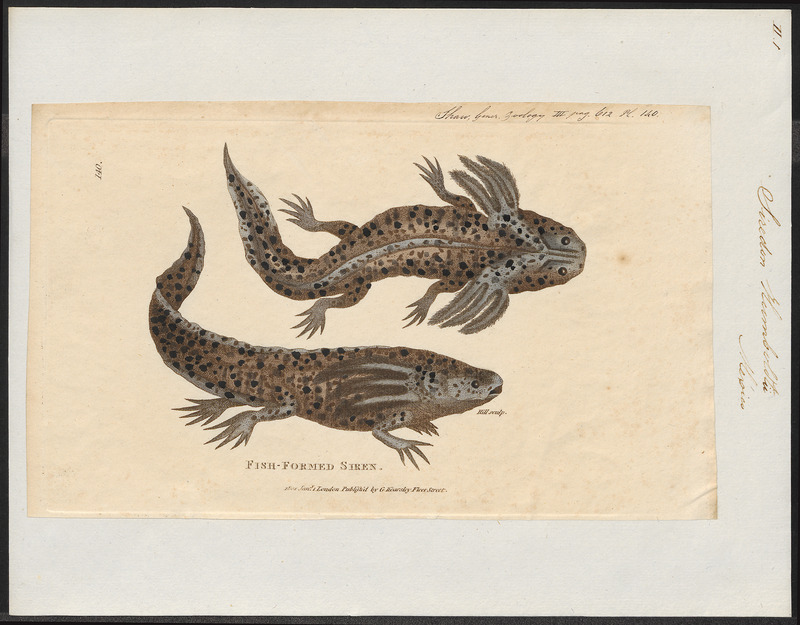 Siredon humboldtii - 1700-1880 - Print - Iconographia Zoologica - Special Collections University of Amsterdam - UBA01 IZ11400151.jpg
