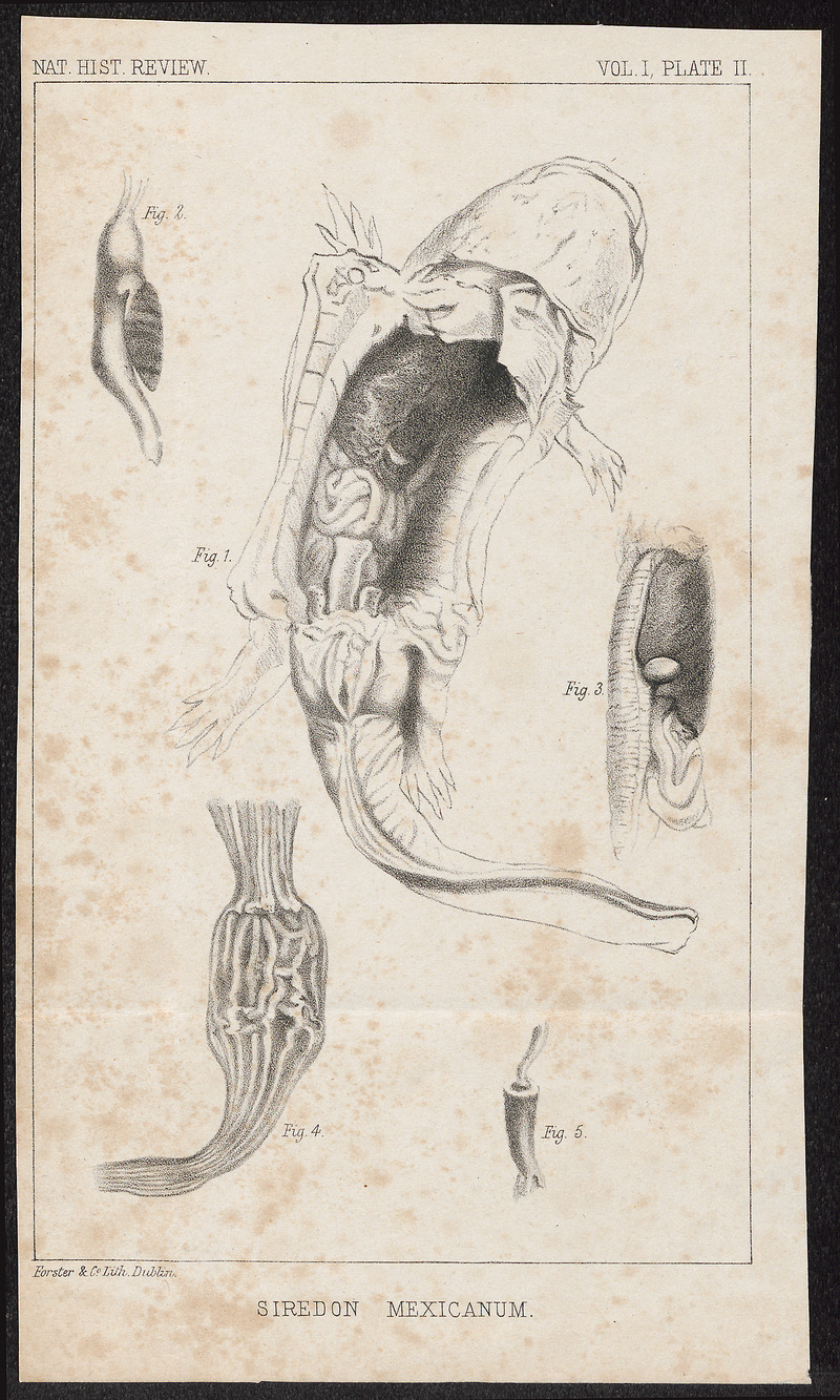 Siredon mexicanum - anatomie - 1700-1880 - Print - Iconographia Zoologica - Special Collections University of Amsterdam - UBA01 IZ11400145.jpg