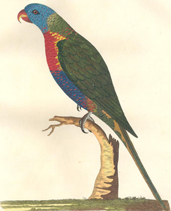 Blue-bellied Parrot.jpg