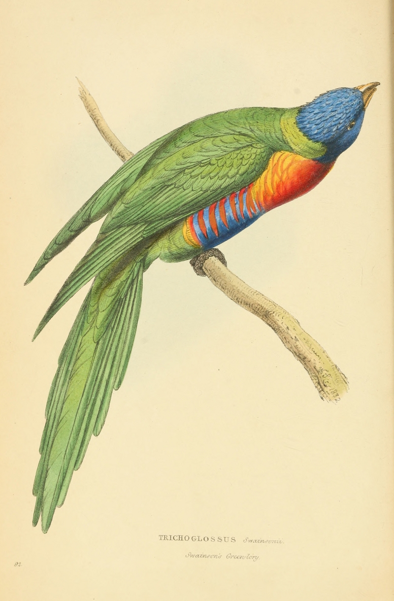 Zoological Illustrations Volume III Series 2 092.jpg